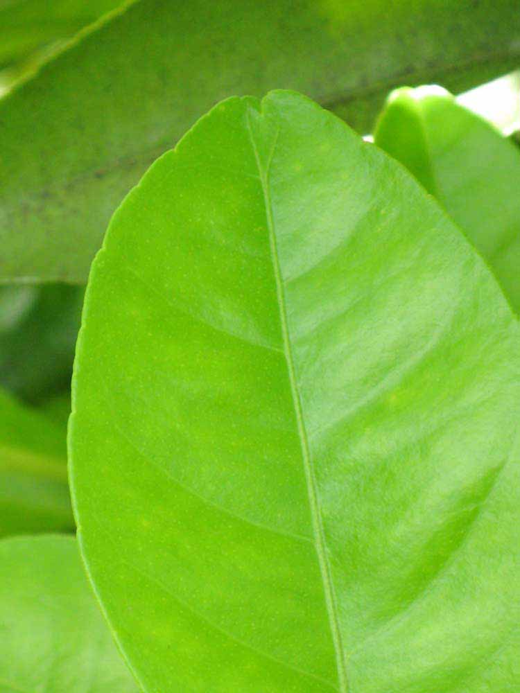                 Margin (Winter Haven,   FL)   